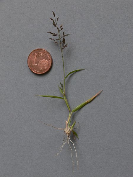 File:Eragrostis minor IP0807049.jpg