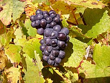 Grape near Sancerre.jpg