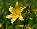 3 Hemerocallis lilioasphodelus