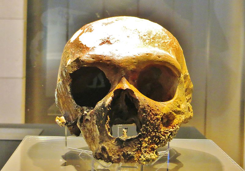 File:Homo neanderthalensis Circeo MUSE.jpg