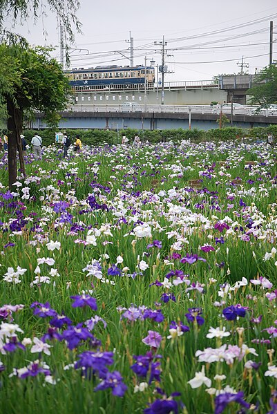 File:Itako-Ayame-en,JR Kashima-Line,Itako-city,Japan.JPG