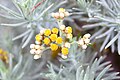 A close-up of a Javanese edelweiss flower