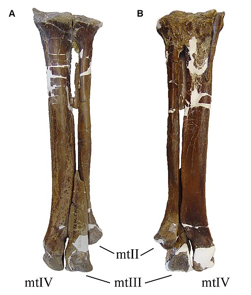 File:Latenivenatrix left metatarsus.jpg