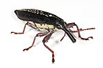 Weevil