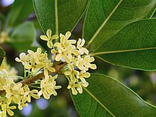 Osmanthus fragrans.jpg