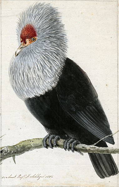 Файл:Pigeon Hollandais.jpg