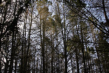 Pine tree forest02.jpg