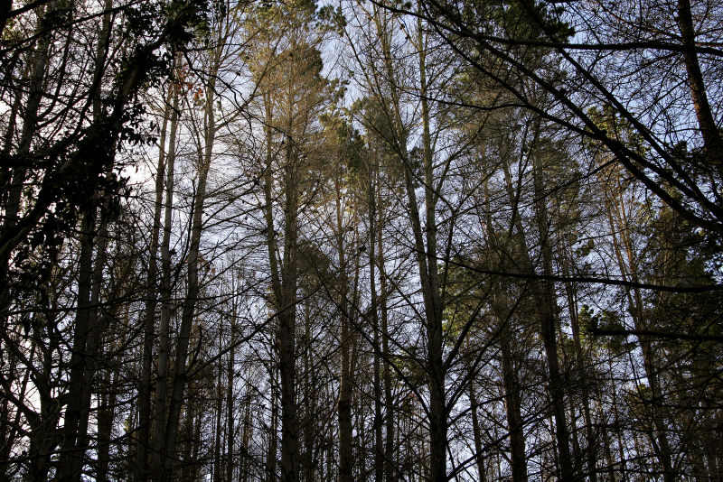 File:Pine tree forest02.jpg