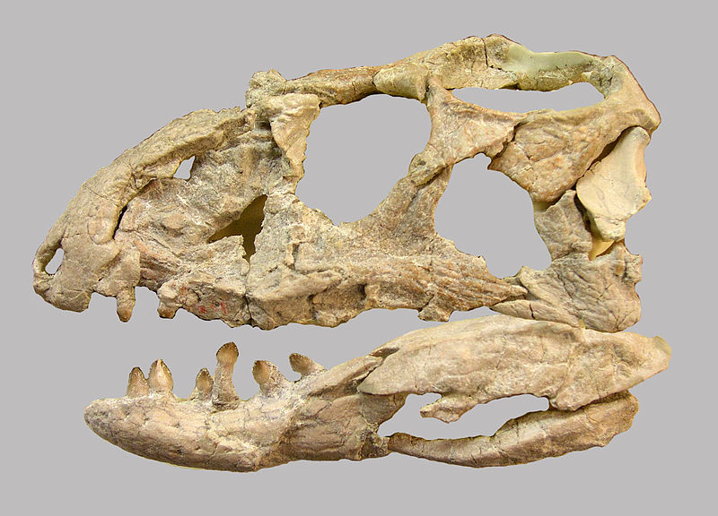 File:Revueltosaurus-Skull.jpg