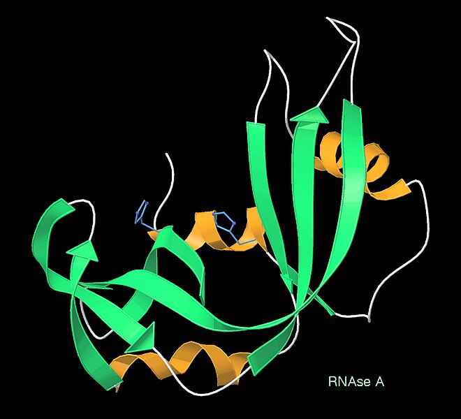 File:RibonucleaseA ribbon 7rsa.jpg