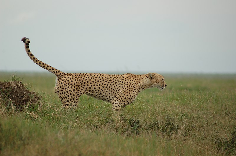 File:Serengeti, Tanzania (2340877287).jpg