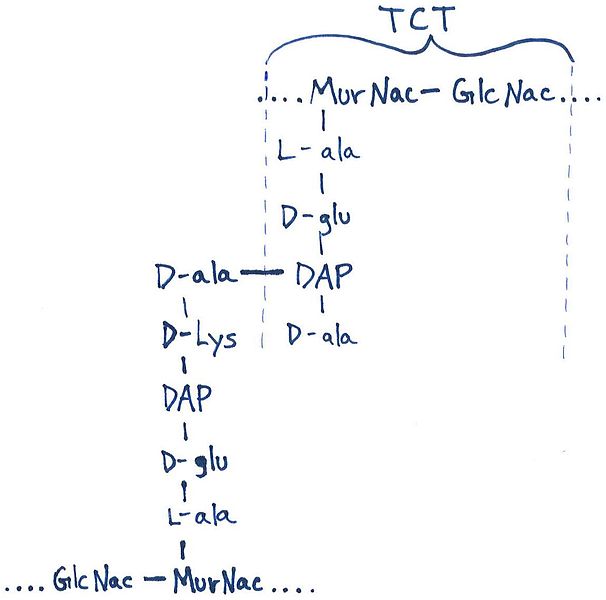 File:TCT within Cell Wall.JPG