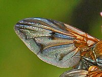 Ectophasia crassipennis, close-up on a wing with detail of veins