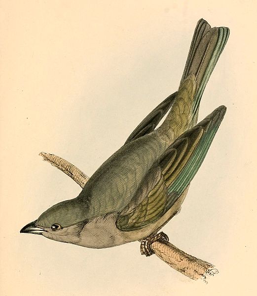 Файл:Tangara inornata 1841.jpg