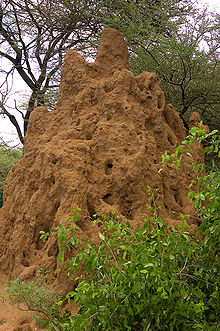 Termite mound-Tanzania.jpg