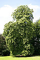 Weeping Silver Linden