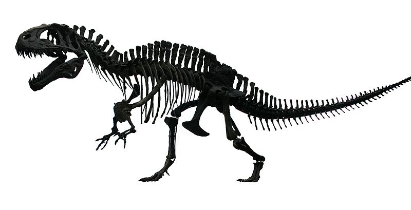 File:Acrocanthosaurus white background.jpg