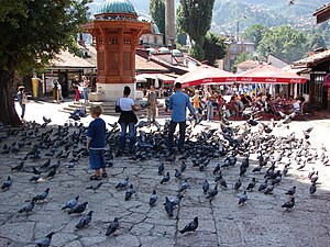 Pigeon Square