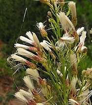 Baccharis linearis o romerillo