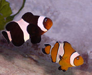 Clown anemonefish (Amphiprion ocellaris) occurs in a 'normal' orange and a melanistic blackish variant. The exact taxonomic status of the latter is unclear.