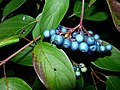 Blueberry Bush