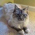 Blue lynx point one year old adult male Birman