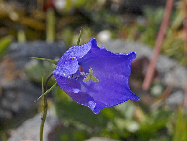 File:Campanulaceae - Campanula scheuchzeri.jpg