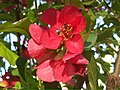 Chaenomeles Japonica