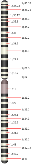 Map of Chromosome 1