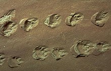 Indentations of roundish footprints with claw or toe marks in tan-colored rock