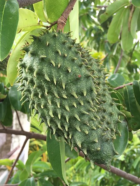 File:Corossol fruits.jpg