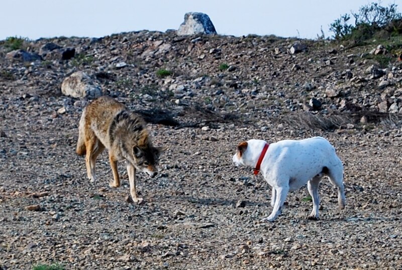 File:Coyote vs Dog.jpg