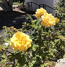 A decorative rose garden grows beside the Humanities Forum Complex at Cuesta College, pictured in 2022.