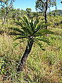 Wild plant in open savanna in north Queensland