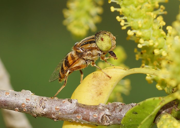 Журчалка Eristalinus quinquestriatus