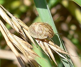 Eurygaster testudinaria