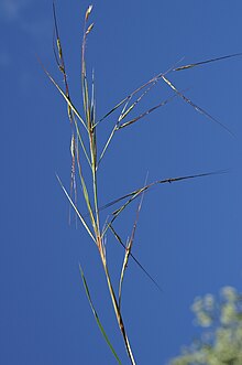 Hyparrhenia filipendula head2.jpg