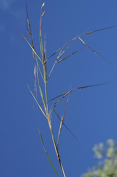 Archivo:Hyparrhenia filipendula head2.jpg