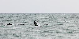 Black sea common dolphins with a kite-surfer off beach