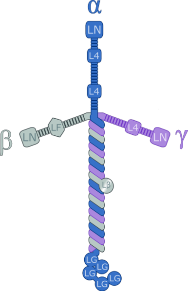 File:Laminin111.png