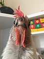 Portrait of a Lavender Orpington hen in Ontario, Canada.