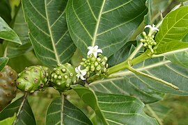 Fruit in varying stages of development