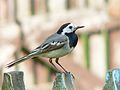 White Wagtail (M. a. alba)