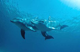 Delfines en el Archipiélago Los Roques.