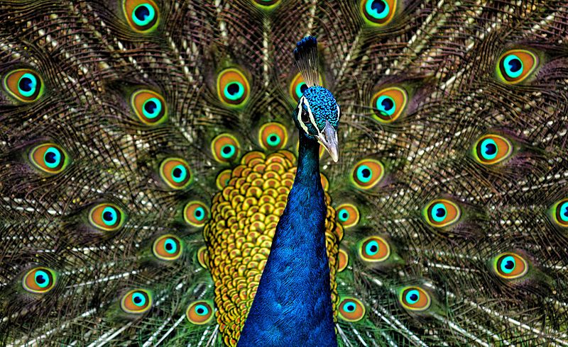 File:Peacock Plumage.jpg