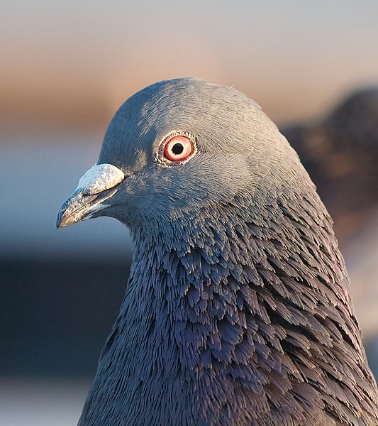 Файл:Pigeon portrait 4861.jpg