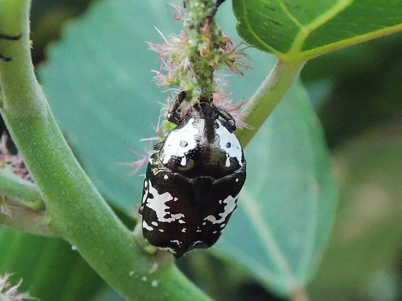 File:Protaetia aurichalcea.JPG