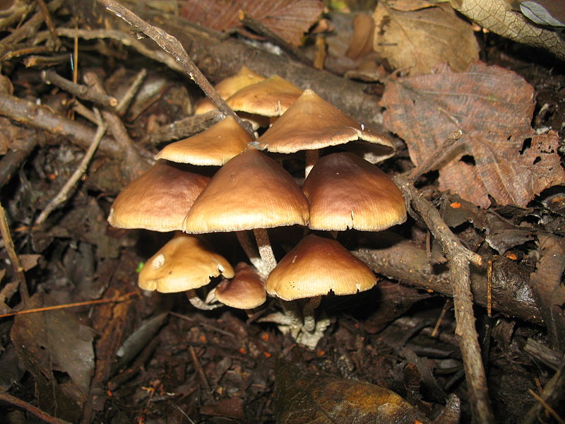 Archivo:Psilocybe.zapotecorum.8.jpg