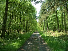 Royal forest of Cerisy