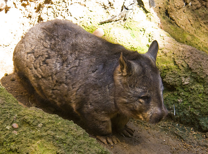 File:Southern Hairy-nosed Wombat.jpg